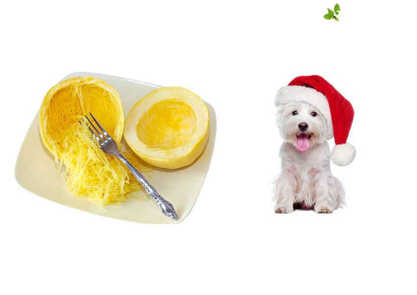 Benefits of Spaghetti Squash For Dogs