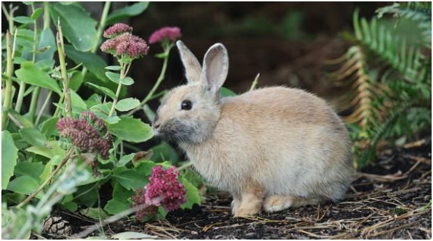 How Can I Make My Garden Less Attractive to Rabbits?