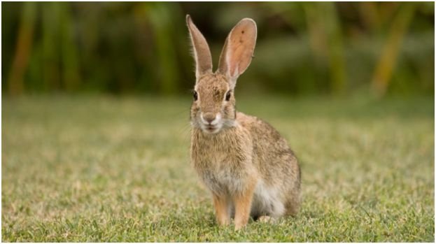 What’s the Best Way to Keep Rabbits Out of Garden?