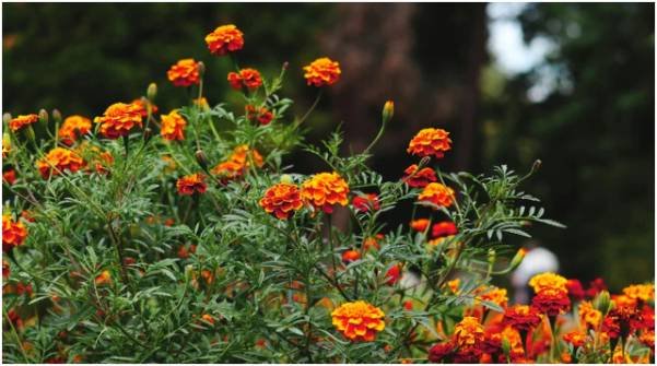 What Are the Best Repellents to Use?