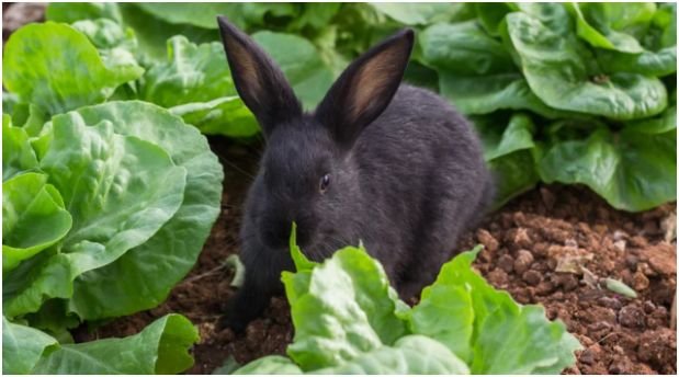 Why Are Rabbits in My Garden?
